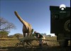 097 Troodon mess