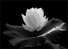 White Lotus Flower (Nelumbo Nucifera) - / nature / Low-Key / black / white / black and white / Black & White / bw / - IMGP7600 - زهرة اللوتس, ハスの花, 莲花, گل لوتوس, Fleur de Lotus, Lotosblume, कुंद, 연꽃