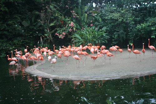 Flamingos Jurong Bird Park