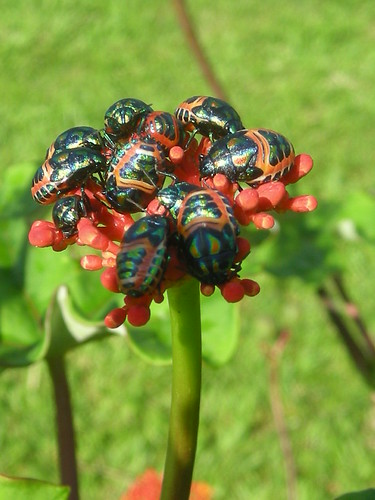 Beetles flower