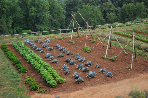 vegetable veggie garden rows