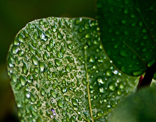 20080815_LeafWaterdrops2
