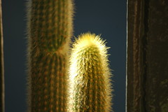 Cactus Test