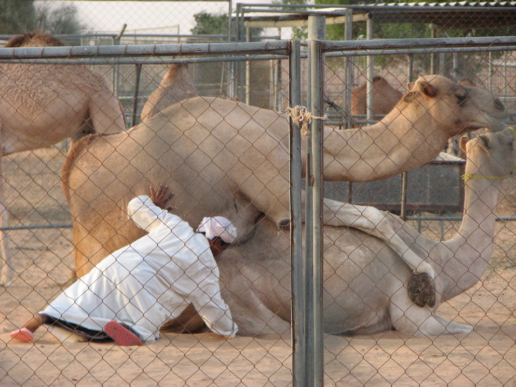 Camel humps