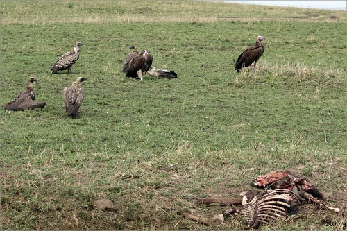 你拍攝的 46 Masai Mara - Vulture。