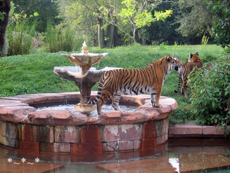 IMG_7082-DAK-two-tigers-fountain
