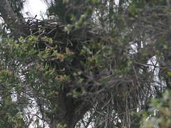 Eagle Nest Dec 23 2008