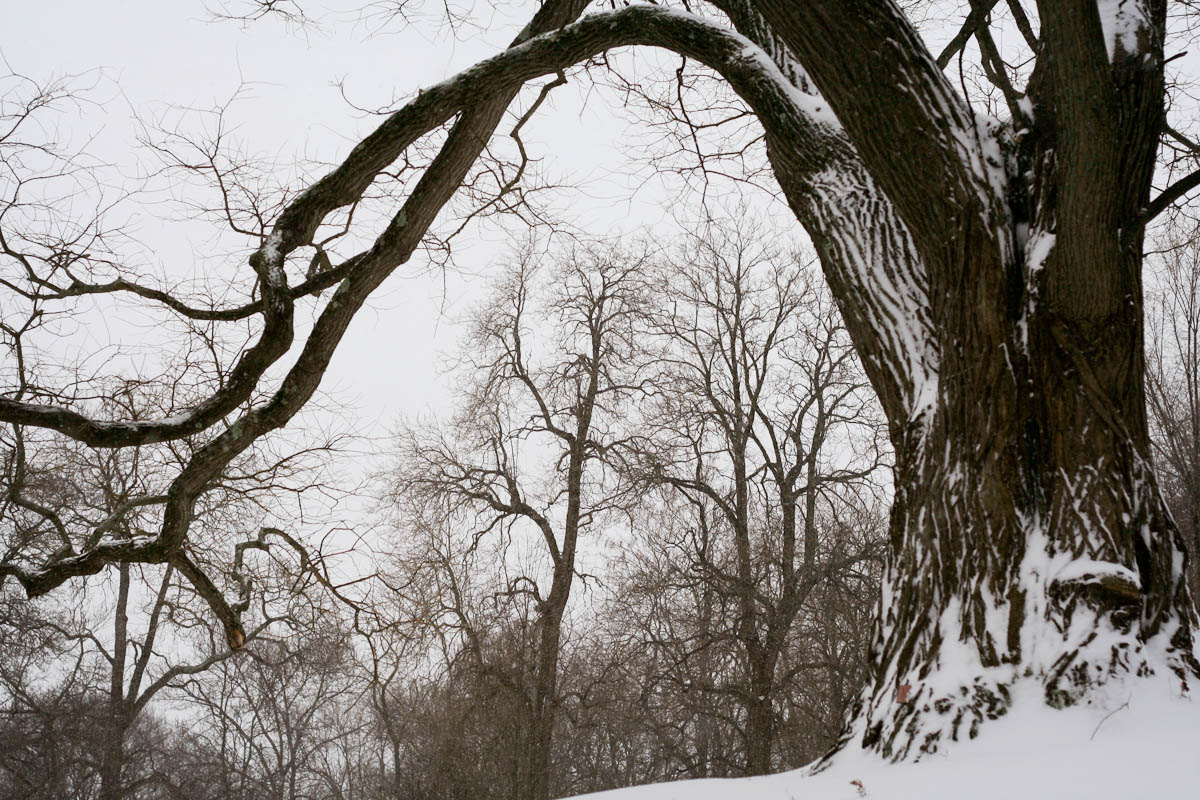 December snowstorm in the Arnold Arboretum, Boston, MA