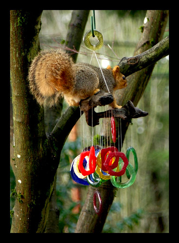 My glass windchimes being rung by a squirrel