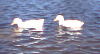 Cheap cameras don't let you adjust the light sensitivity. As a result, we can't see any detail in those beautiful white ducks.