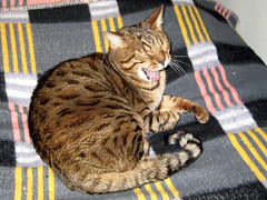 Bengal cat yawn