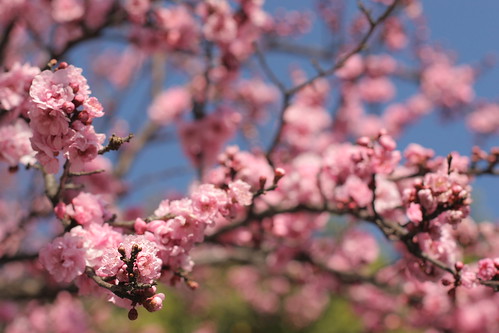 February 2: Blossoms in Berkeley