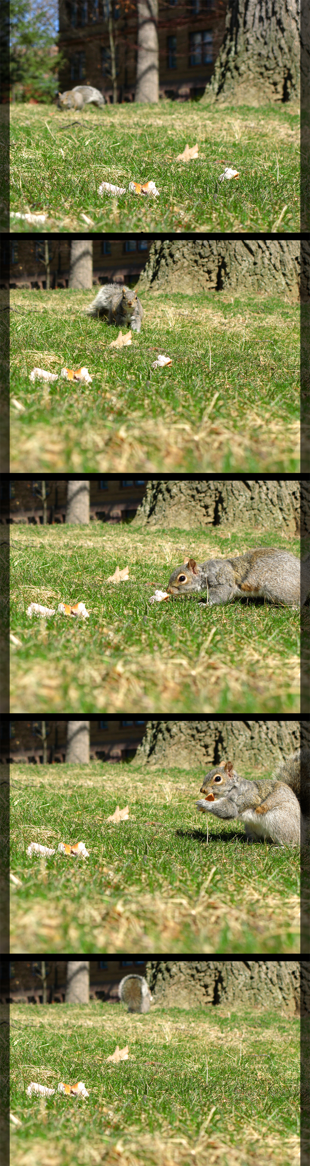Squirrel loves Bagels