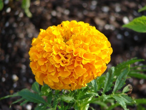 marigold bloom