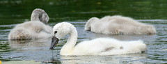 My Swan Family