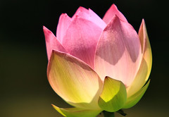 Lotus Blossom par * Toshio *