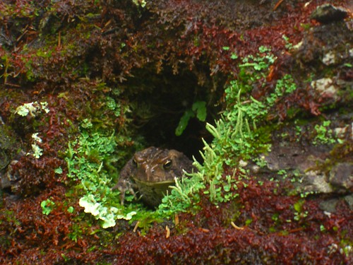 Toad in Hole
