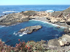 Point Lobos Seals
