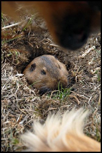 There's the Gopher