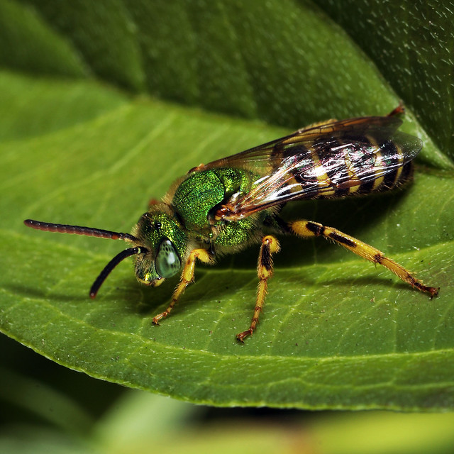 Metallic Green Sweat Bee (Agapostemon sericeus) 