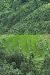 Rice Farming on Terraces