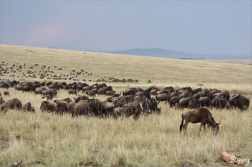 你拍攝的 31 Masai Mara - Wildebeest。