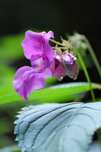 Himalayan Balsam, Impatiens glandulifera Flower with Water Drop