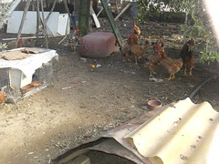 free range hens