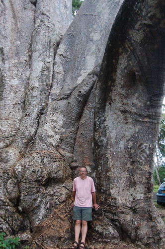 Mayotte baobab tree Dec 07 no 6