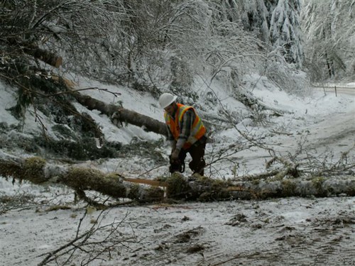 Clearing trees in the Coast Range on Dec. 24, 2008