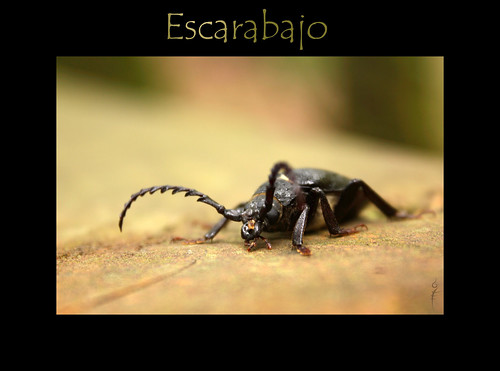 Escarabajo por bechubi.