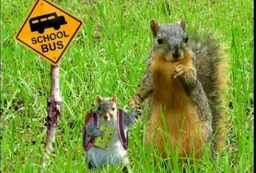 Squirrel School bus.jpg
