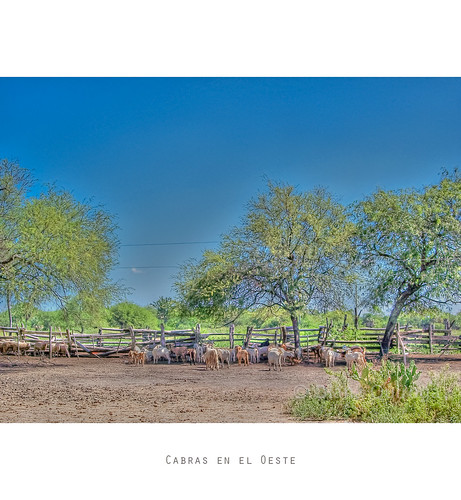 Cabras en el Oeste by Diana Q. ^ Photography, like Oxygen"