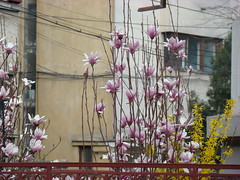 magnolii 2