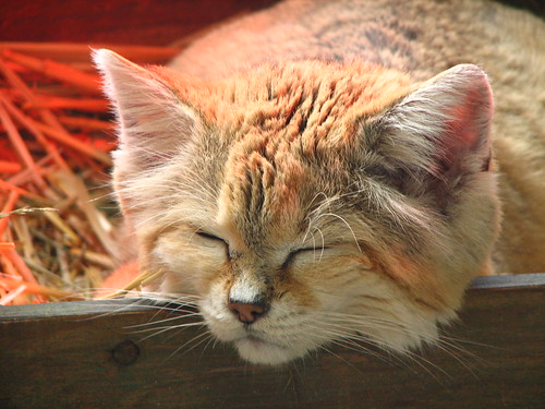 Sand Cat Napping