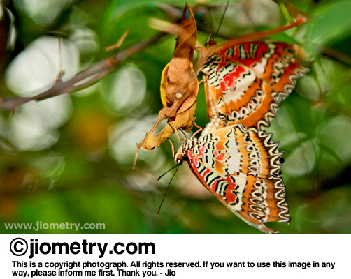 Mating Leopard Lacewing butterflies