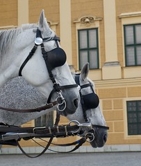 Schönbrunn Horses