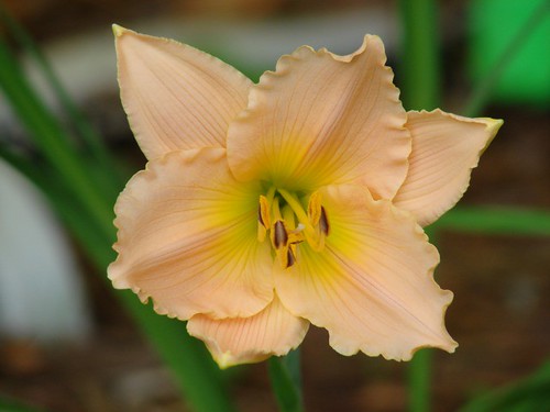 daylily 'Fairy Tale Pink'