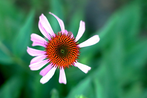 Coneflower - cropped