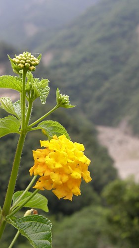 79.黃花與曾文溪谷
