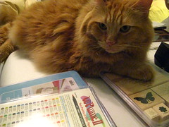 Jasper helping with cards