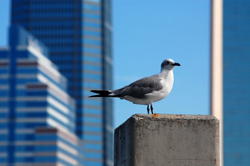 seagull against blue