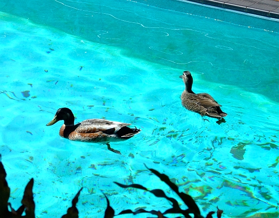 ducks in pool