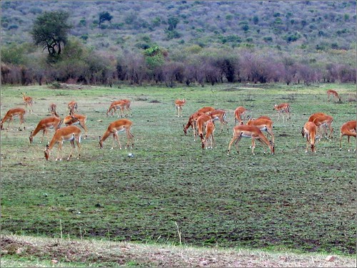 你拍攝的 19 Masai Mara - Impala。
