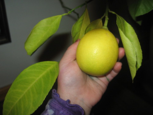 lil holding lemon