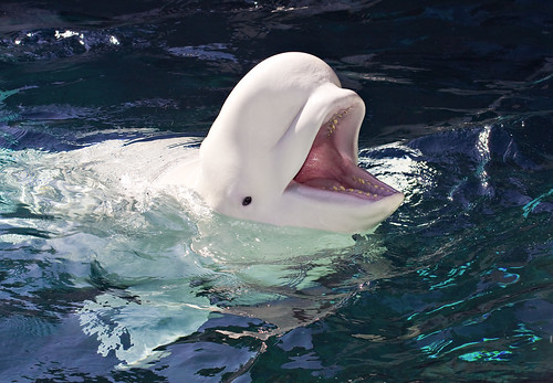 beluga whale. Nanook the Beluga Whale 4395