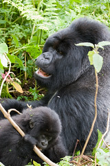 Silverback and baby Gorilla