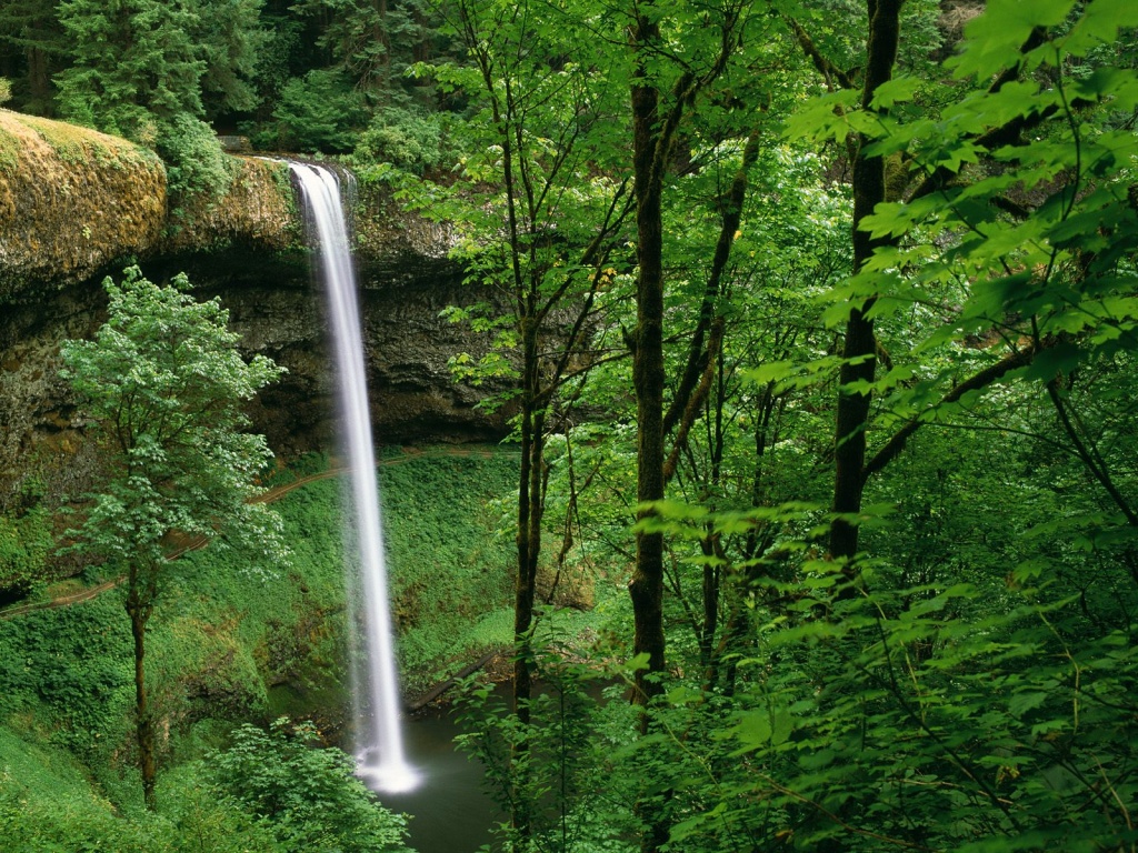 Download this Waterfall Among The Trees picture