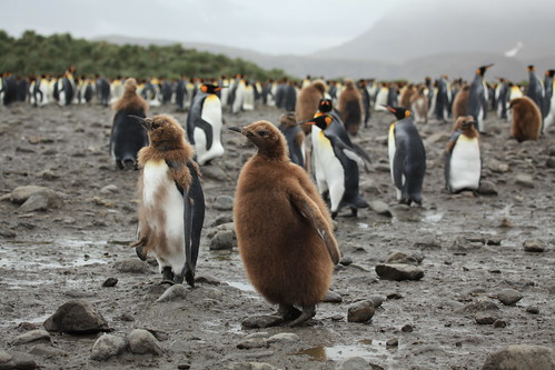Young King Penguins at Salisbury Plain