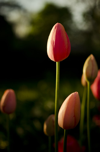 148:365 Sunset tulips
